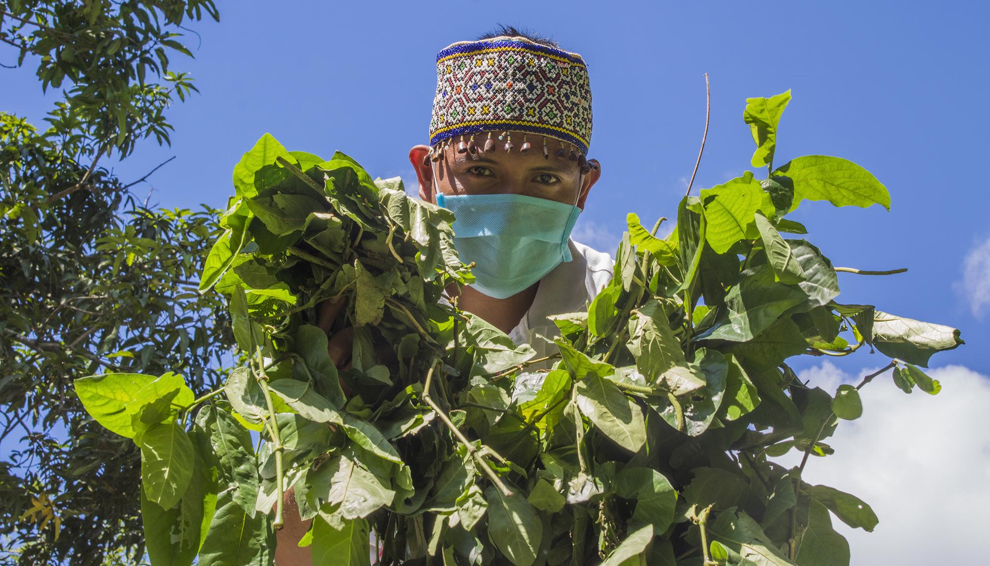 Comando Matico, medicina alternativa en la amazonía peruana. - 1